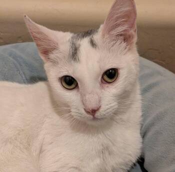 Pablo -  Turkish Van and Domestic Short Hair Cat for Adoption in San Tan Valley, Arizona - Pablo | PetCurious