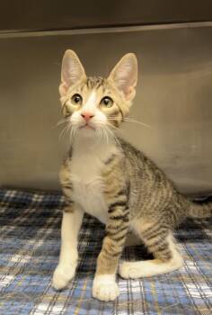 Wrench -  Domestic Short Hair Cat for Adoption in Montville, New Jersey - Wrench | PetCurious