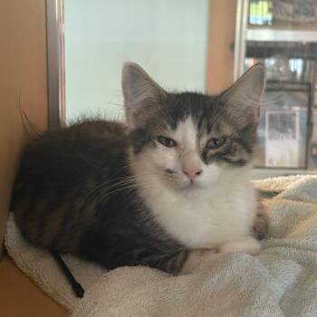 Frost -  Domestic Short Hair Cat for Adoption in Leander, Texas - Frost | PetCurious
