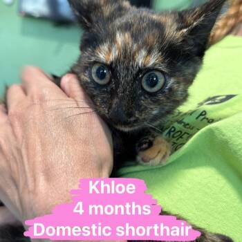 Rescue Siamese Cats for Adoption in Tampa, Florida - Khloe | PetCurious