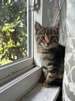 Rescue Domestic Short Hair Cats for Adoption in West Mifflin, Pennsylvania - Dash | PetCurious