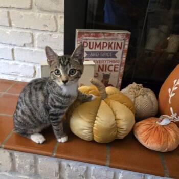 Wanderer -  Domestic Short Hair Cat for Adoption in Tampa, Florida - Wanderer | PetCurious
