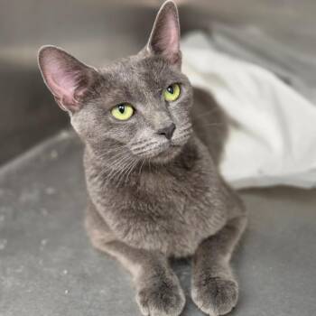 Jean -  Domestic Short Hair Cat for Adoption in Sarasota, Florida - Jean | PetCurious