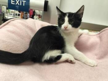 Rescue Domestic Short Hair Cats for Adoption in Parlier, California - Frappuccino | PetCurious