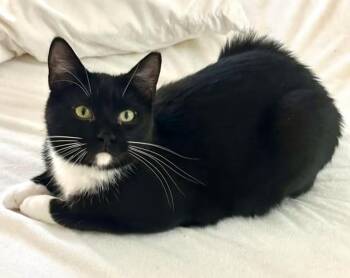 Domestic Short Hair Cats Available for Adoption in Toms River, New Jersey - Leon | PetCurious