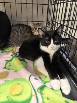 Pepper -  Tabby and Domestic Short Hair Cat for Adoption in Walnut Creek, California - Pepper | PetCurious