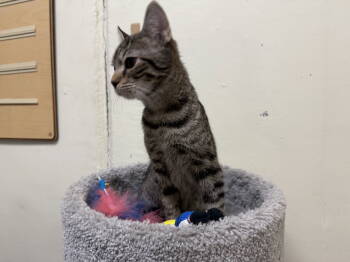 Rescue Tabby and Domestic Short Hair Cats for Adoption in Phoenix, Arizona - Omar | PetCurious