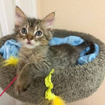 Mick -  Domestic Short Hair Cat for Adoption in Phoenix, Arizona - Mick | PetCurious