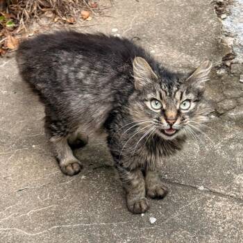 Snickerdoodle -  Domestic Medium Hair Cat for Adoption in Greensboro, North Carolina - Snickerdoodle | PetCurious