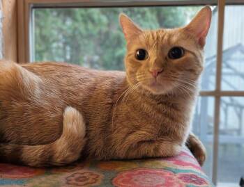 Rescue Domestic Short Hair Cats for Adoption in Owatonna, Minnesota - Kaya | PetCurious