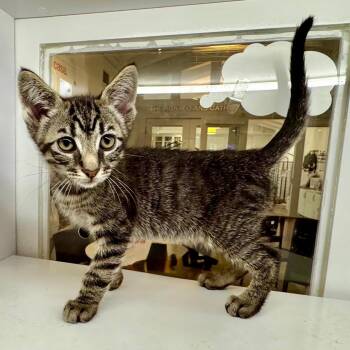 Waddle Dee -  Domestic Short Hair Cat for Adoption in Los Angeles, California - Waddle Dee | PetCurious