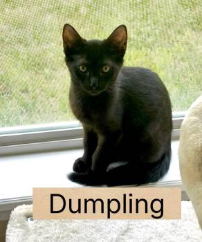 Dumpling -  Domestic Short Hair Cat for Adoption in Greenwood, Indiana - Dumpling | PetCurious