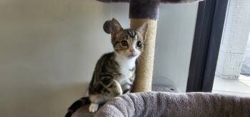 Rescue Domestic Short Hair and Tabby Cats for Adoption in Powder Springs, Georgia - Doc | PetCurious