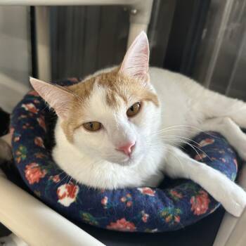 Rescue Domestic Short Hair Cats for Adoption in Tylertown, Mississippi - Bucky | PetCurious