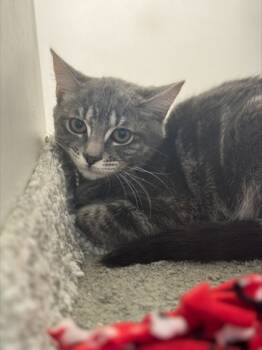 Rescue Domestic Short Hair Cats for Adoption in Cumming, Georgia - Renaissance 1034-25 | PetCurious