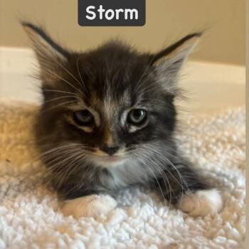 Storm -  Domestic Long Hair Cat for Adoption in St. George, Utah - Storm | PetCurious