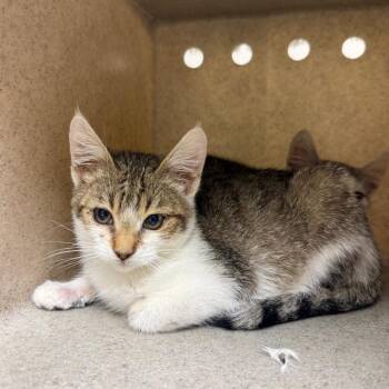 Morticia -  Domestic Short Hair Cat for Adoption in Reno, Nevada - Morticia | PetCurious