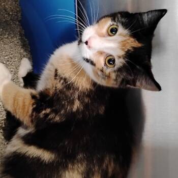 Rescue Domestic Short Hair Cats for Adoption in Cedaredge, Colorado - Reeses | PetCurious