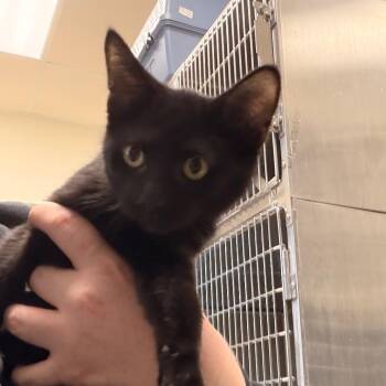 Midnight -  Domestic Short Hair Cat for Adoption in Indianapolis, Indiana - Midnight | PetCurious