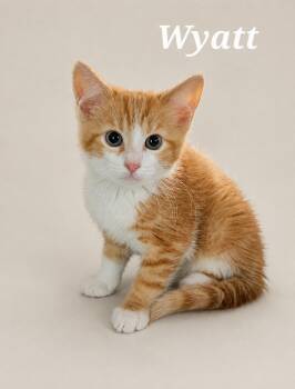 Wyatt -  Tabby Cat for Adoption in Monroeville, Pennsylvania - Wyatt | PetCurious