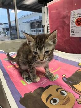 KATARA -  Domestic Short Hair Cat for Adoption in Jacksonville, Florida - KATARA | PetCurious