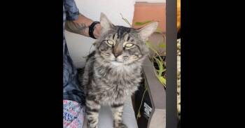 Frizzle -  Domestic Long Hair Cat for Adoption in Thatcher, Arizona - Frizzle | PetCurious