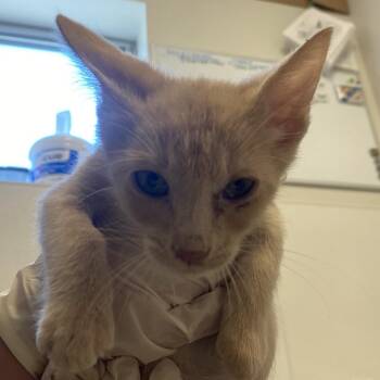 Ogden (26-3U-1) -  Domestic Short Hair Cat for Adoption in Rifle, Colorado - Ogden (26-3U-1) | PetCurious
