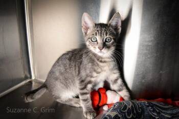 Domestic Short Hair Cats Available for Adoption in Elmwood, Louisiana - Phoebe | PetCurious