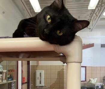 DARREL -  Domestic Short Hair Cat for Adoption in Springfield, Massachusetts - DARREL | PetCurious