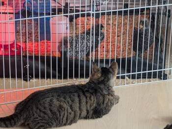 Domestic Short Hair Cats Available for Adoption in Wheaton, Illinois - Rome | PetCurious