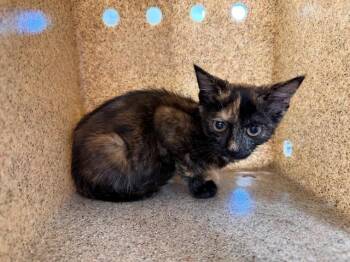 MISS AMERICA -  Domestic Short Hair Cat for Adoption in Antioch, California - MISS AMERICA | PetCurious