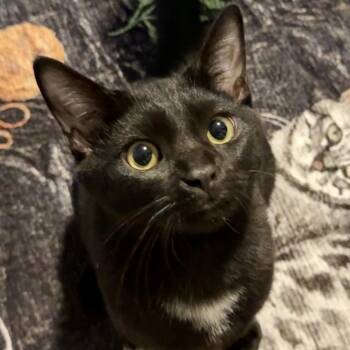 Trouble Shooter -  Domestic Short Hair Cat for Adoption in Richmond, Virginia - Trouble Shooter | PetCurious