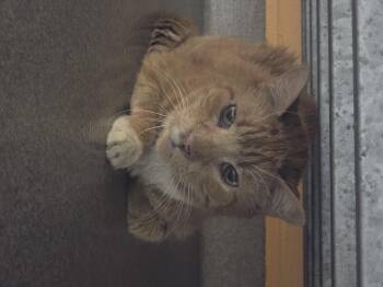 Rescue Domestic Short Hair Cats for Adoption in Edison, New Jersey - Thomas | PetCurious