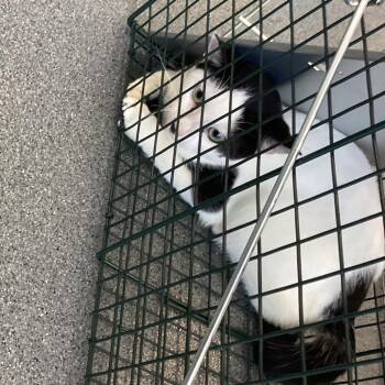 Cher -  Domestic Short Hair Cat for Adoption in Montgomery, Alabama - Cher | PetCurious