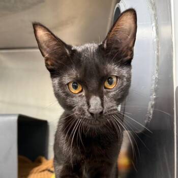 Gabby -  Domestic Short Hair Cat for Adoption in Chicago, Illinois - Gabby | PetCurious