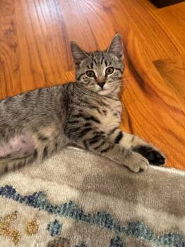 Callie -  Domestic Short Hair Cat for Adoption in East Greenville, Pennsylvania - Callie | PetCurious