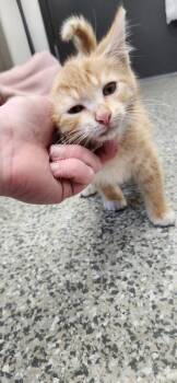 Big Kahuna -  American Shorthair Cat for Adoption in Van Wert, Ohio - Big Kahuna | PetCurious
