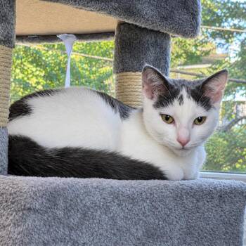 Venmo -  Domestic Short Hair Cat for Adoption in Gibsonia, Pennsylvania - Venmo | PetCurious