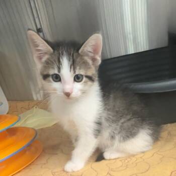 Sailor -  Domestic Short Hair Cat for Adoption in Manhattan, Kansas - Sailor | PetCurious