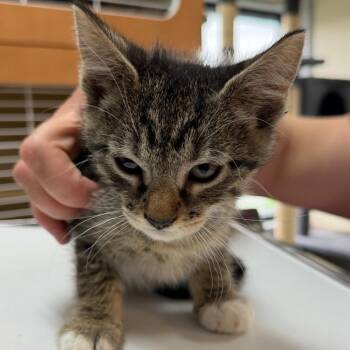 Papaya -  Domestic Short Hair Cat for Adoption in Idaho Falls, Idaho - Papaya | PetCurious