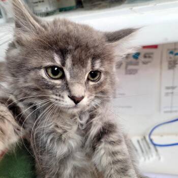 Onyx -  Domestic Long Hair Cat for Adoption in Belfair, Washington - Onyx | PetCurious