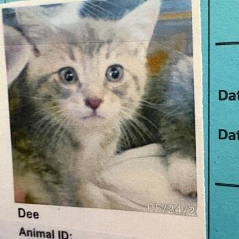 Dee -  Domestic Short Hair Cat for Adoption in Bentonville, Arkansas - Dee | PetCurious