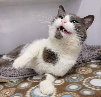 Domestic Short Hair Cats Available for Adoption in Cuyahoga Falls, Ohio - Guadalupe | PetCurious