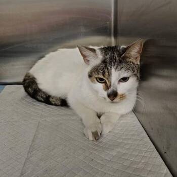 Domestic Short Hair Cats Available for Adoption in Toms River, New Jersey - Sol | PetCurious