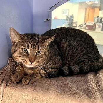 MURPHY -  Domestic Short Hair Cat Available for Adoption in Methuen, Massachusetts - MURPHY | PetCurious