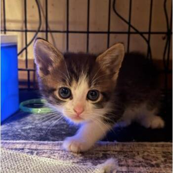 Fable Lichens -  Domestic Short Hair Cat for Adoption in Woodstock, Virginia - Fable Lichens | PetCurious