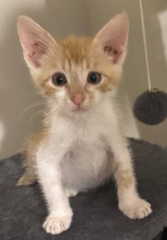 Rescue Domestic Medium Hair Cats for Adoption in San Saba, Texas - Leo | PetCurious