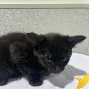 Rome -  Domestic Short Hair Cat for Adoption in Tampa, Florida - Rome | PetCurious