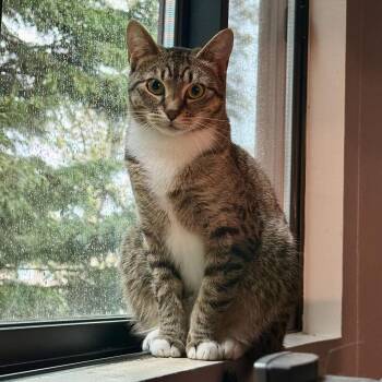 Bridget -  Domestic Short Hair Cat Available for Adoption in Seattle, Washington - Bridget | PetCurious