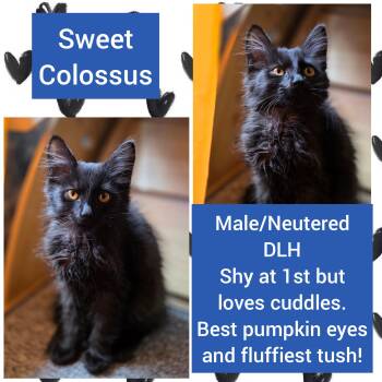 Colossus -  Domestic Long Hair Cat for Adoption in Beaverton, Oregon - Colossus | PetCurious